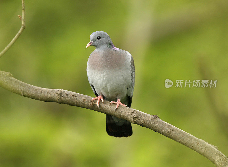 鸽子种群(Columba oenas)